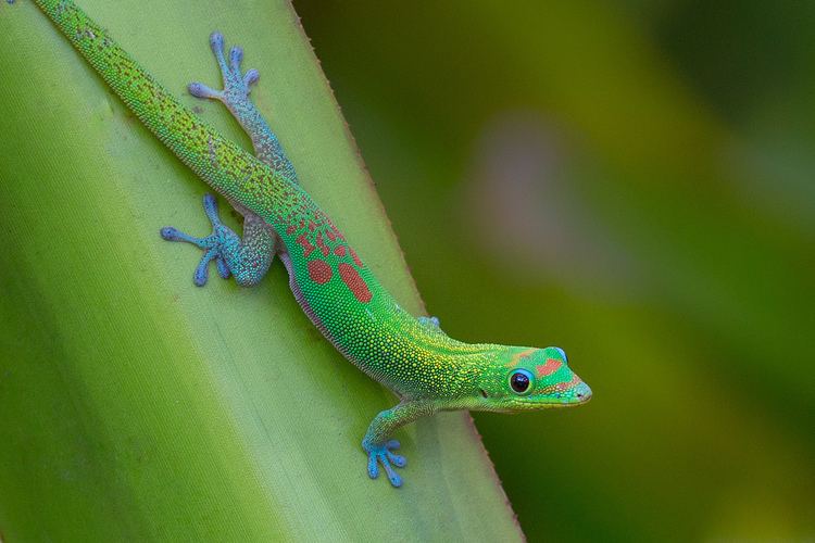 Gold dust day gecko Gold Dust Day Gecko Facts and Pictures Reptile Fact