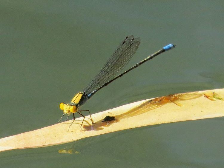 Gold-fronted riverdamsel