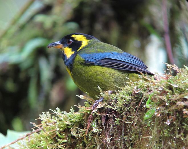 Gold-ringed tanager Eye on conservation Protection expanded for rare Goldringed