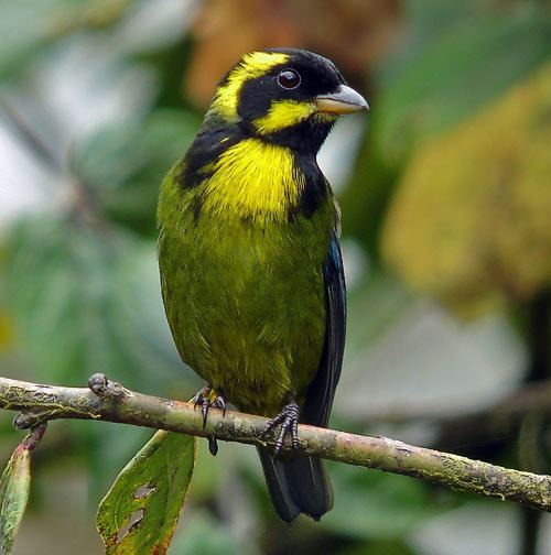 Gold-ringed tanager BirdQuest The Ultimate in Birding Tours