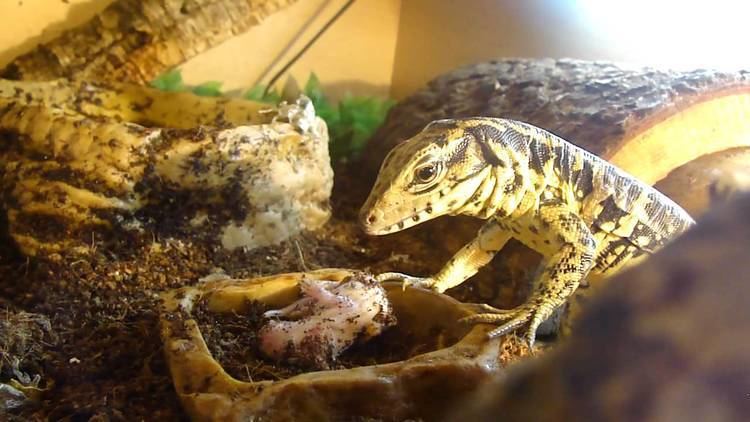 Gold tegu Gold Tegu 39Mufasa39 making a right mess out of a fluff YouTube