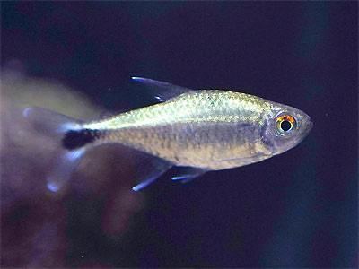 Gold tetra Golden Tetra Hemigrammus rodwayi Gold Tetra Characin Fish Guide