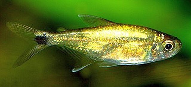 Gold tetra Gold Tetra Hemigrammus rodwayi Tropical Fish Keeping