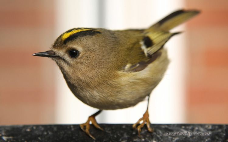 Goldcrest Are Goldcrest usually this friendly Wildlife in the garden