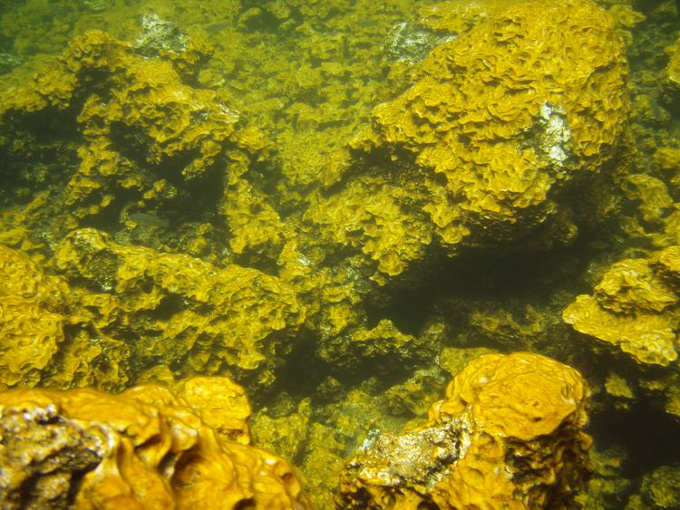 Golden algae Underwater View of Golden Algae at Keawaiki Golden Ponds Photo by