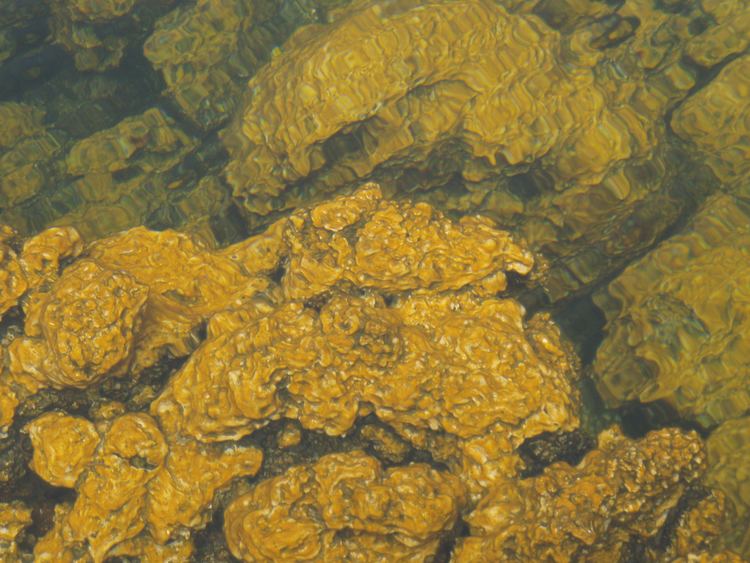 Golden algae protistsandfungi golden algae