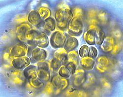 Golden algae httpsmicrobewikikenyoneduimages661Chrysos
