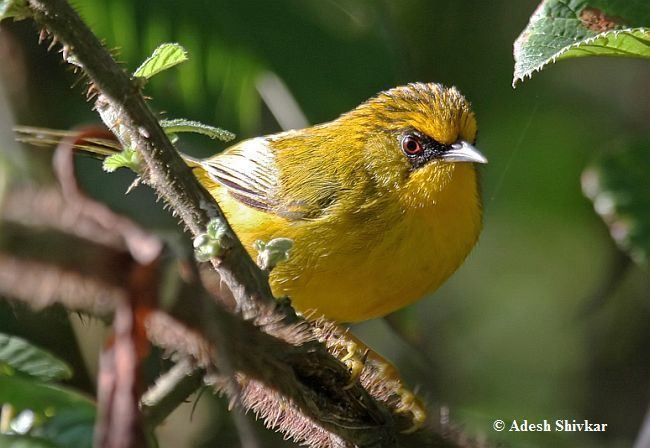 Golden babbler - Alchetron, The Free Social Encyclopedia