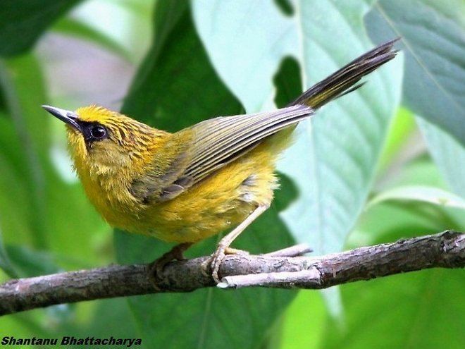 Golden babbler - Alchetron, The Free Social Encyclopedia