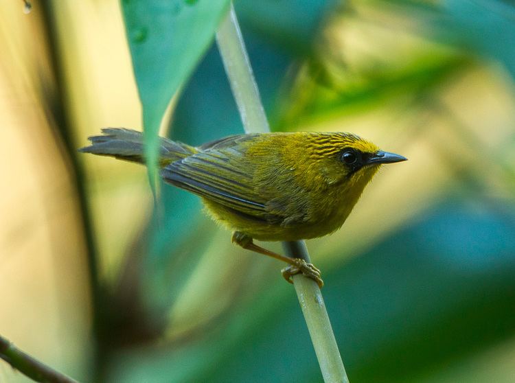 Golden babbler - Alchetron, The Free Social Encyclopedia