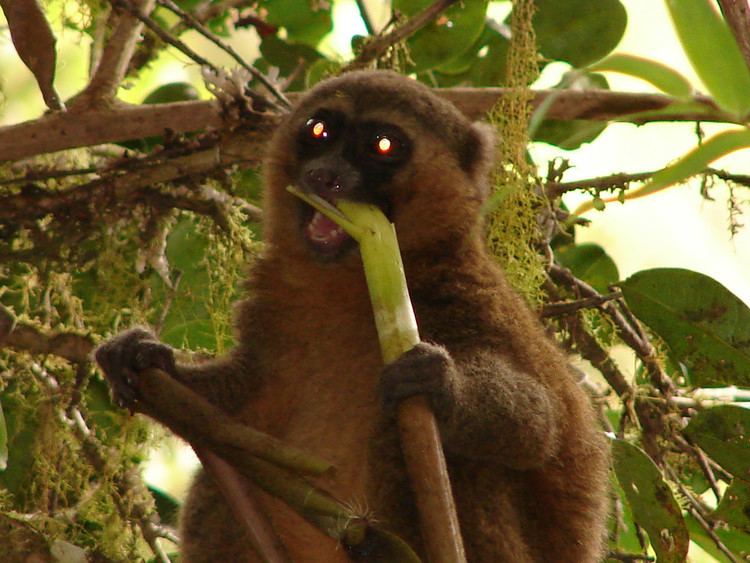 Golden bamboo lemur Golden Bamboo Lemur Ranomafana National Park Antony Stanley Flickr