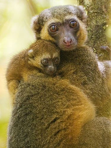 Golden bamboo lemur ccmacg Golden Bamboo Lemur