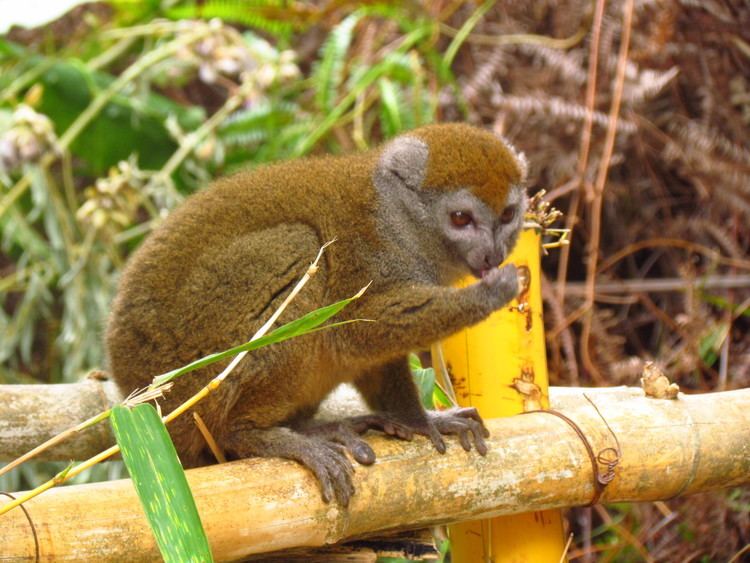 Golden bamboo lemur httpsakjabroad2012fileswordpresscom201205