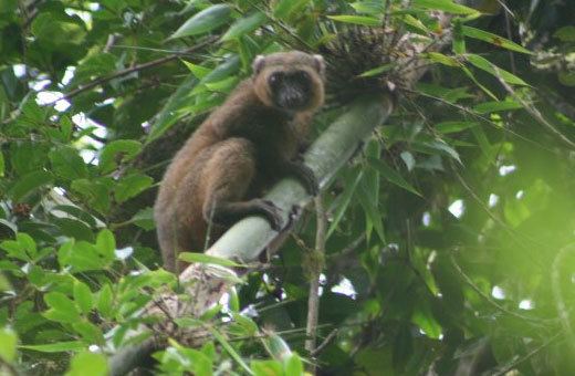 Golden bamboo lemur Golden Bamboo Lemur Characteristics Habitat amp Breeding