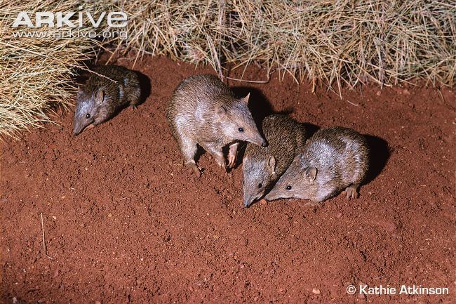 Golden bandicoot Golden bandicoot photo Isoodon auratus G131022 ARKive