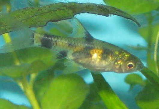 Golden barb Golden barb Puntius gelius with tropical aquarium fish statistics