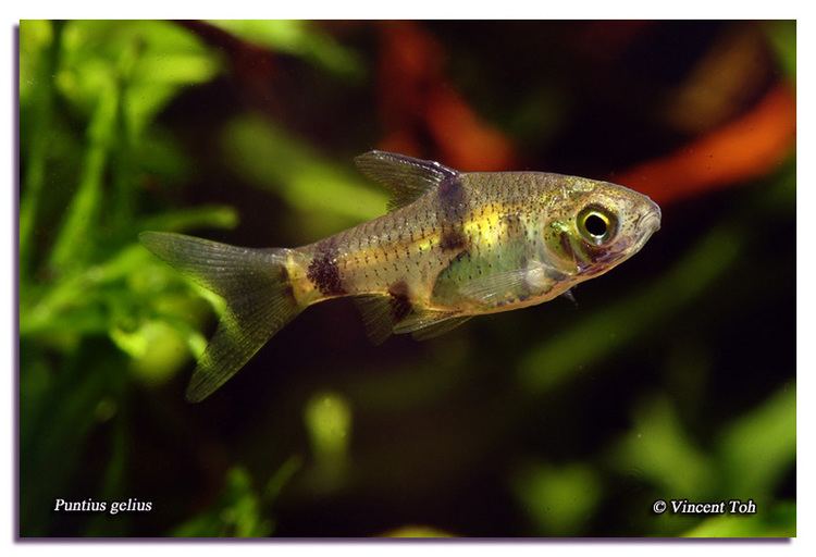 Golden barb Puntius gelius