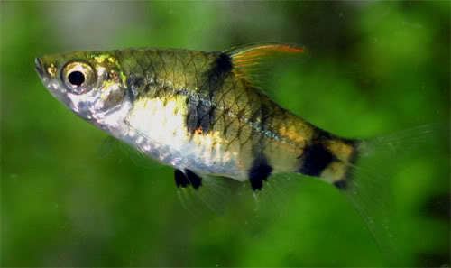 Golden barb Pethia canius Cyprinus canius Seriously Fish
