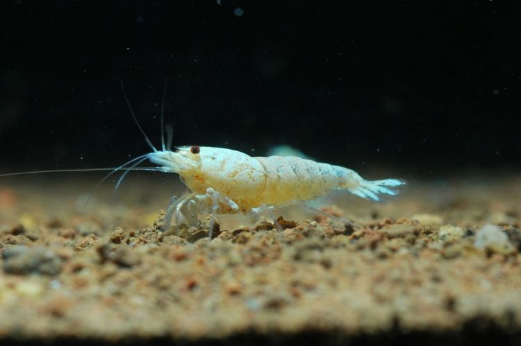 Golden bee shrimp Snow White Shrimp Information Aquatic Mag