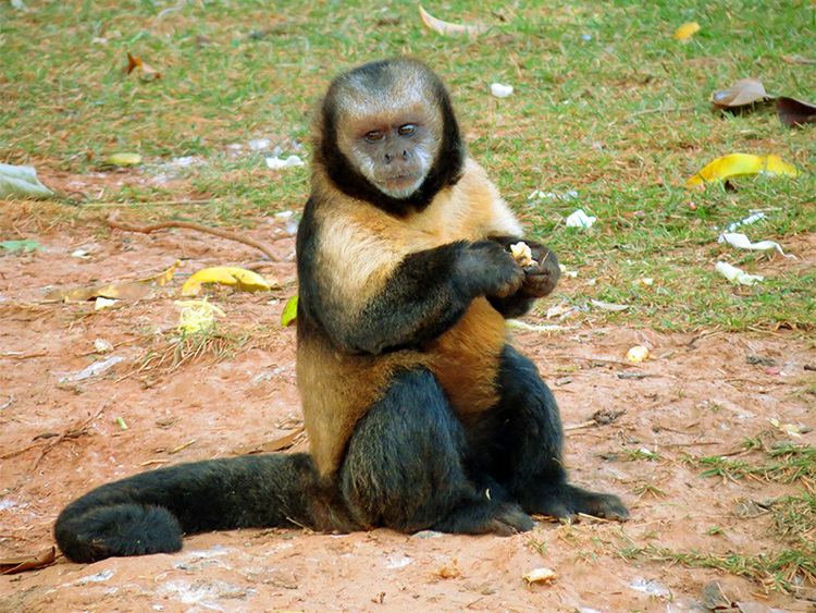 Golden-bellied capuchin GoldenBellied Capuchin Planet of the Monkeys