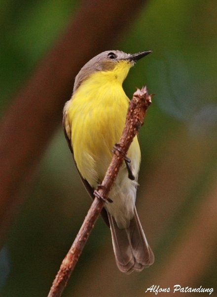 Golden bellied gerygone - Alchetron, the free social encyclopedia