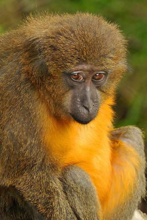 Golden-bellied mangabey 1000 images about Primates Old World Goldenbellied Mangabey