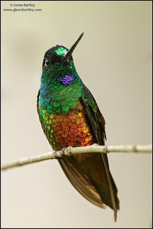 Golden-bellied starfrontlet Glenn Bartley Nature Photography Colombia Favourites