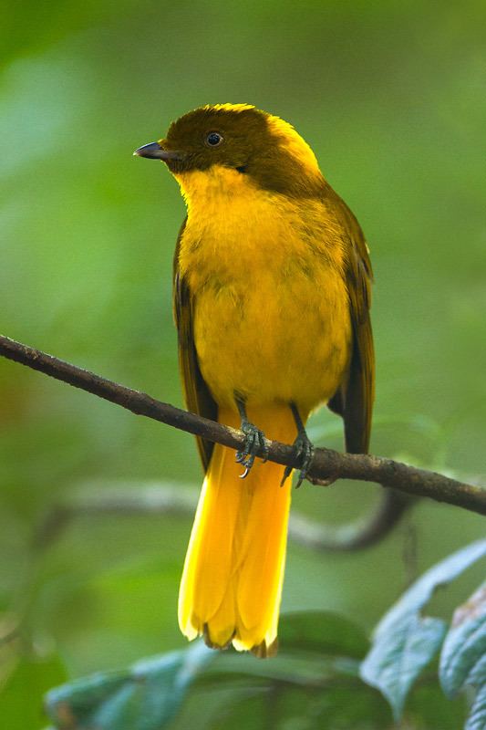 Golden bowerbird Australian Wildlife Conservancy