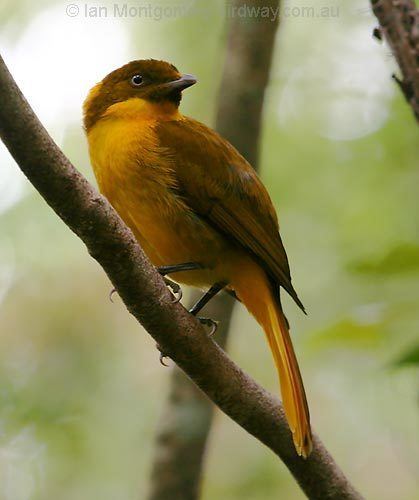 Golden bowerbird animalialifeclubdataimagesgoldenbowerbirdgo