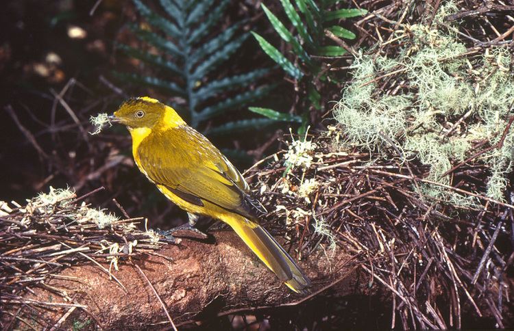 Golden bowerbird Golden bowerbird