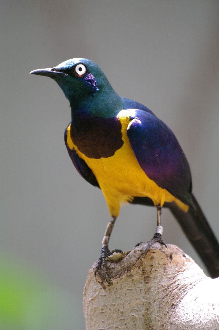 Golden-breasted starling GoldenBreasted Starling by SuitnShades on DeviantArt