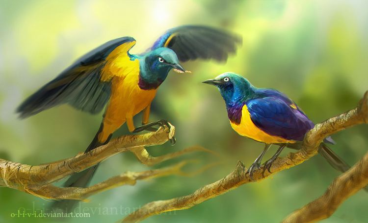 Golden-breasted starling The Goldenbreasted Starling by Olivi on DeviantArt