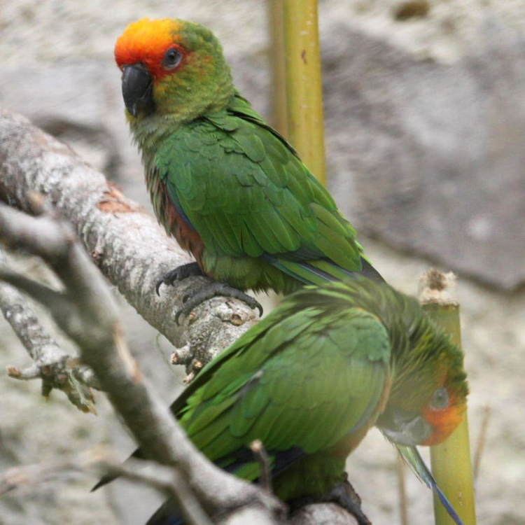 Golden-capped parakeet Goldencapped Conure