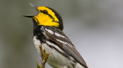 Golden-cheeked warbler Goldencheeked Warbler Balcones Canyonlands US Fish and