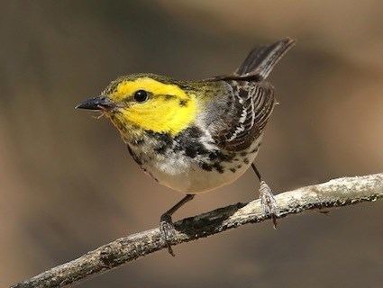 Golden-cheeked warbler Goldencheeked Warbler Identification All About Birds Cornell