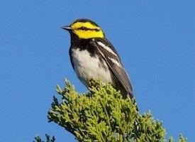 Golden-cheeked warbler Goldencheeked Warbler Identification All About Birds Cornell