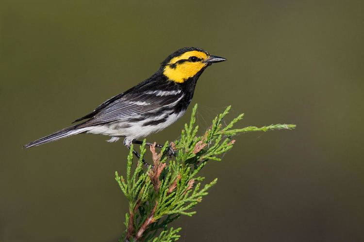 Golden-cheeked warbler Goldencheeked Warbler Audubon Field Guide