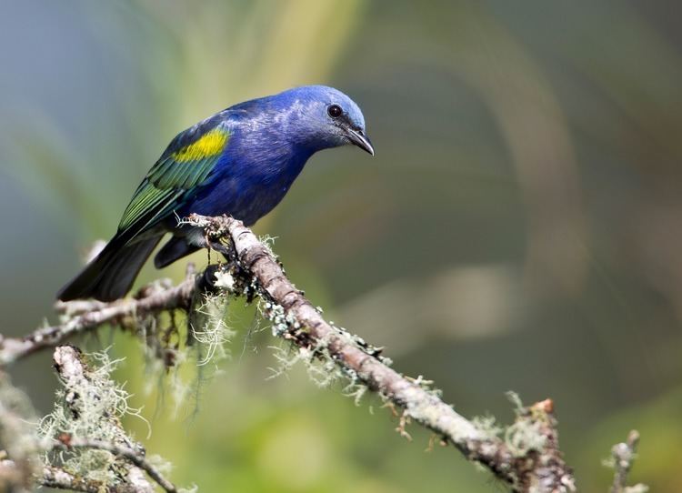 Golden-chevroned tanager Tanagers Paul Gadd