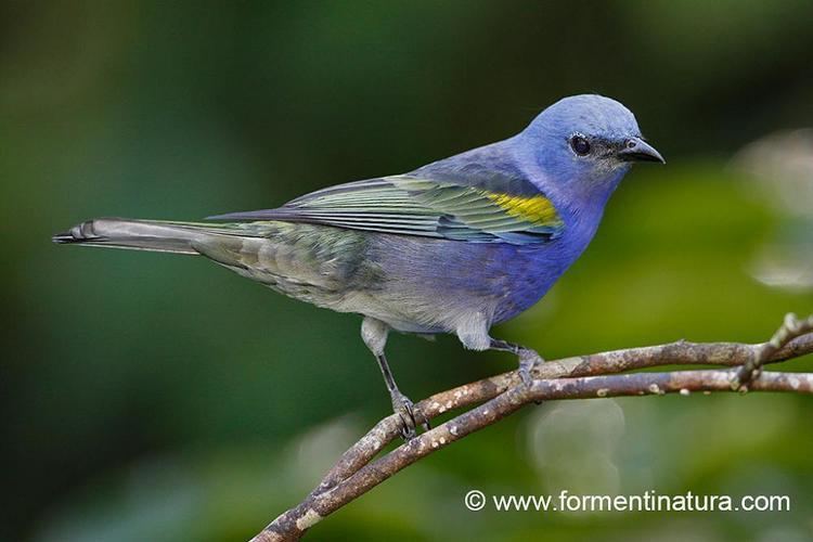 Golden-chevroned tanager Goldenchevroned Tanager Thraupis ornata videos photos and sound