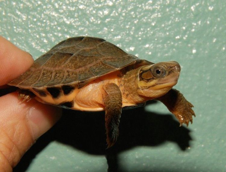 Golden coin turtle Chinese Golden Coin Turtle for sale from The Turtle Source