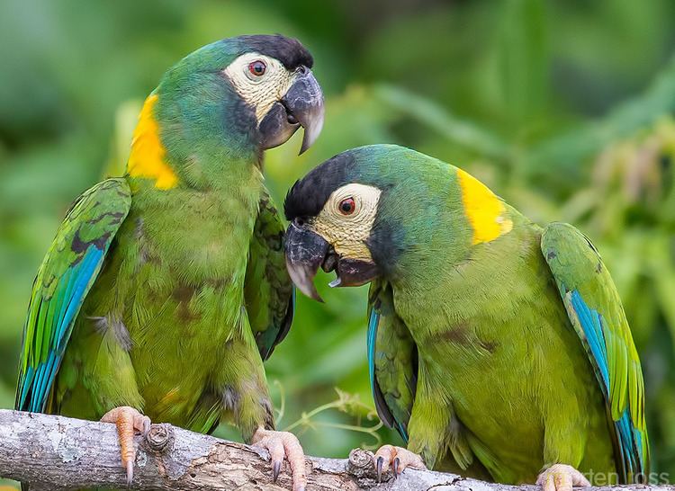 Golden-collared macaw 1000 images about Primolius auricollis on Pinterest Parrot bird