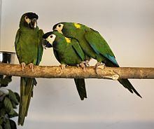 Golden-collared macaw httpsuploadwikimediaorgwikipediacommonsthu