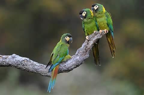 Golden-collared macaw More on Primolius auricollis Goldencollared Macaw