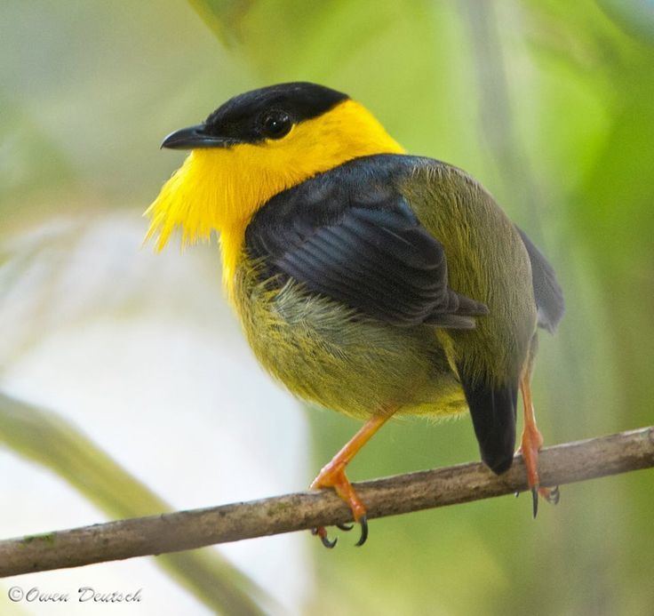 Golden-collared manakin Study Provides Insights into Courtship Display of GoldenCollared