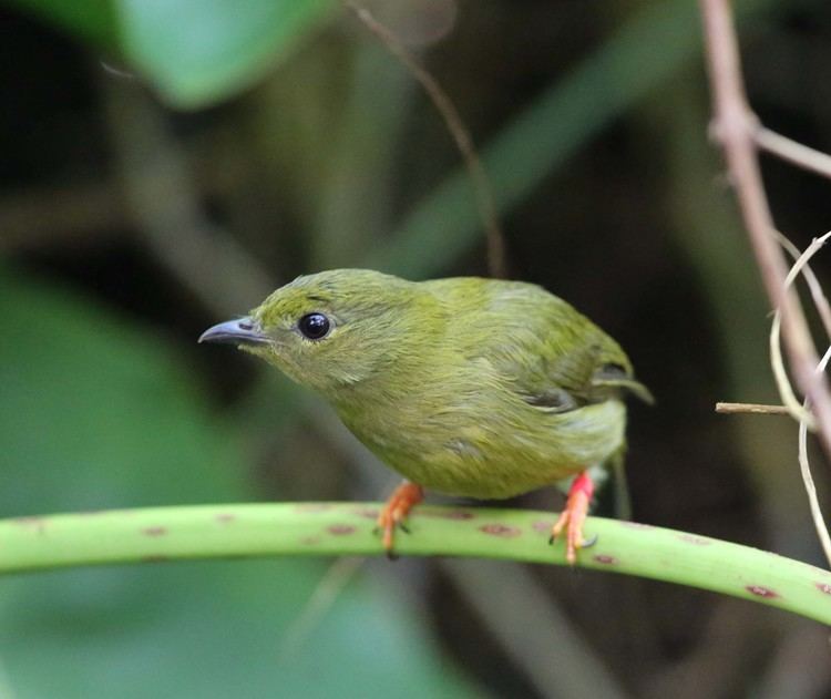 Golden-collared manakin Pictures and information on Goldencollared Manakin
