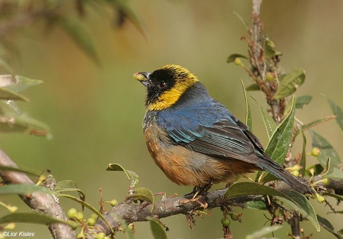Golden-collared tanager Goldencollared Tanager Iridosornis jelskii videos photos and