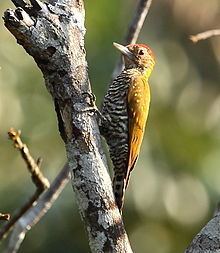 Golden-collared woodpecker httpsuploadwikimediaorgwikipediacommonsthu