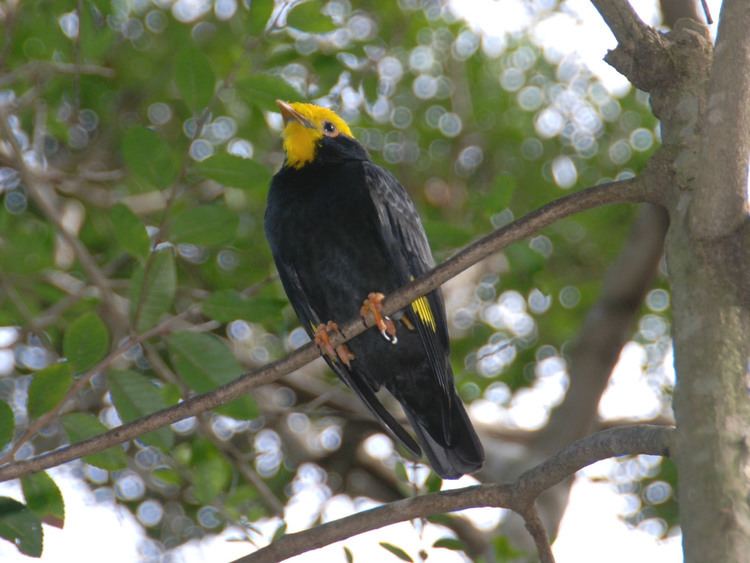 Golden-crested myna The Online Zoo Goldencrested Myna