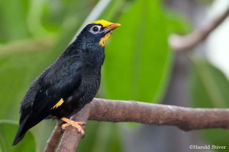 Golden-crested myna Goldencrested Myna Ampeliceps coronatus Nature Notes