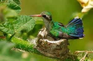 Golden-crowned emerald More on Chlorostilbon auriceps Goldencrowned Emerald